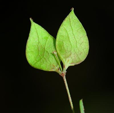 Lespedeza_repens_fruits1.jpg