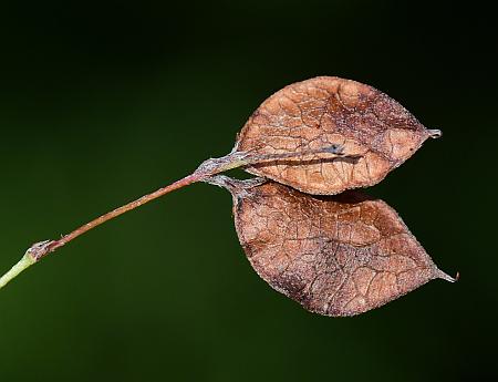 Lespedeza_repens_fruits2.jpg