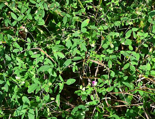 Lespedeza_repens_habit.jpg