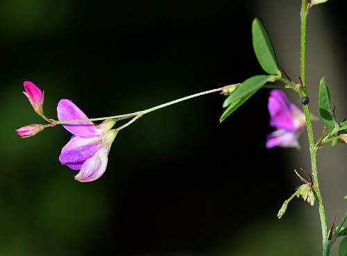 Lespedeza_repens_inflorescence.jpg