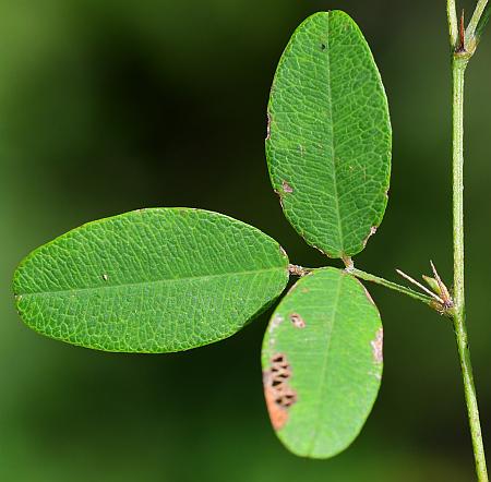 Lespedeza_repens_leaf1.jpg