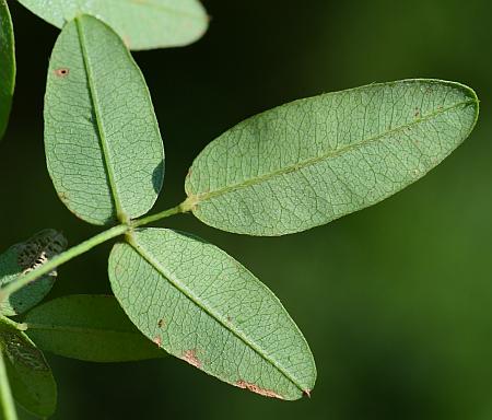 Lespedeza_repens_leaf2.jpg