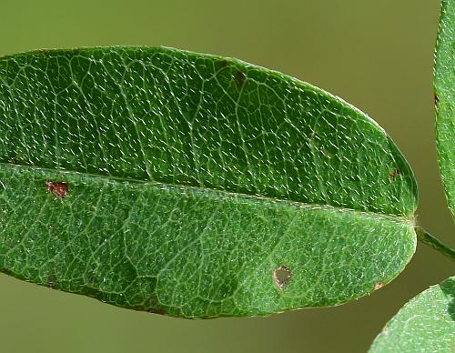 Lespedeza_repens_leaflet1.jpg