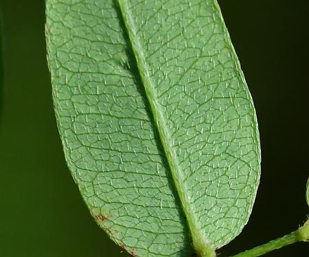 Lespedeza_repens_leaflet2.jpg