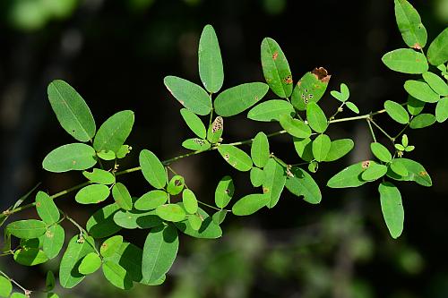 Lespedeza_repens_leaves1.jpg