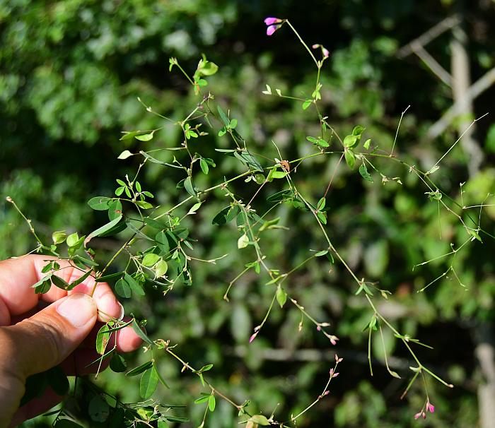 Lespedeza_repens_plant.jpg