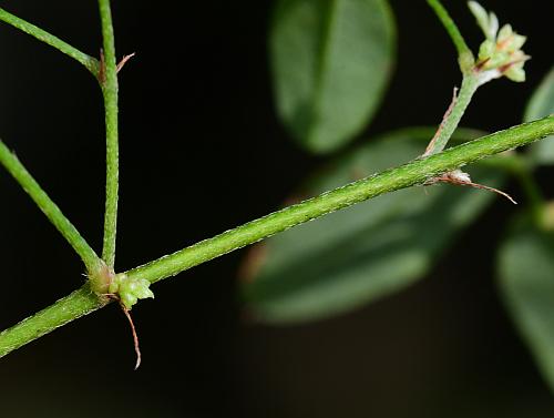 Lespedeza_repens_stem.jpg