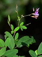 Lespedeza repens thumbnail