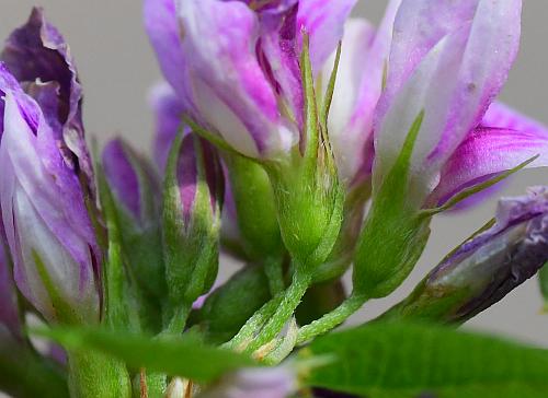 Lespedeza_violacea_calyces.jpg