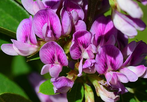 Lespedeza_violacea_flowers1.jpg