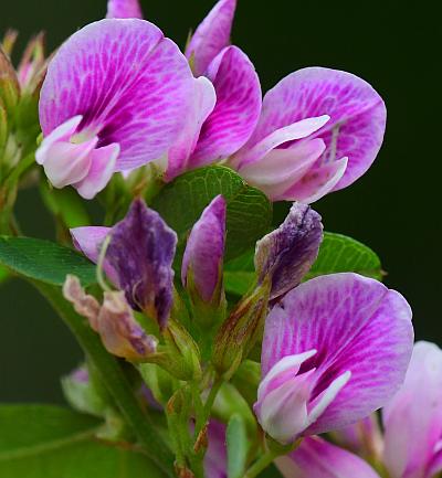 Lespedeza_violacea_flowers2.jpg