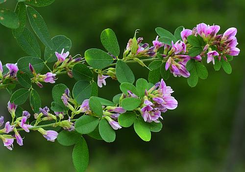 Lespedeza_violacea_inflorescence1.jpg