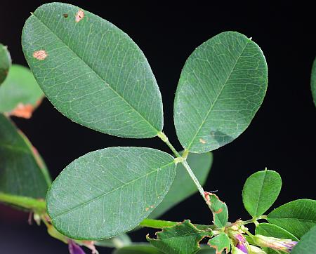 Lespedeza_violacea_leaf1.jpg