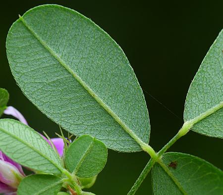 Lespedeza_violacea_leaflet2.jpg