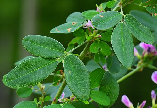 Lespedeza_violacea_leaves1.jpg