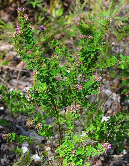 Lespedeza_violacea_plant.jpg