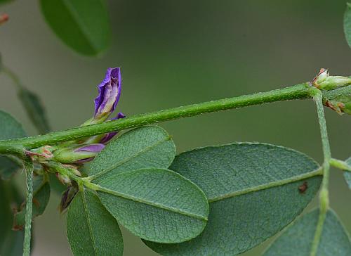 Lespedeza_violacea_stem.jpg