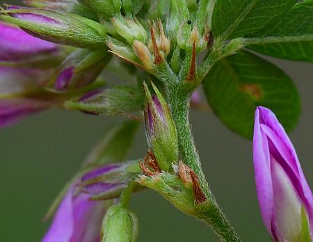 Lespedeza_violacea_stipules.jpg