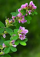 Lespedeza violacea thumbnail