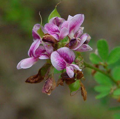 Lespedeza_virginica_flowers.jpg