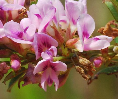 Lespedeza_virginica_flowers2.jpg