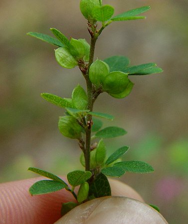 Lespedeza_virginica_fruits.jpg