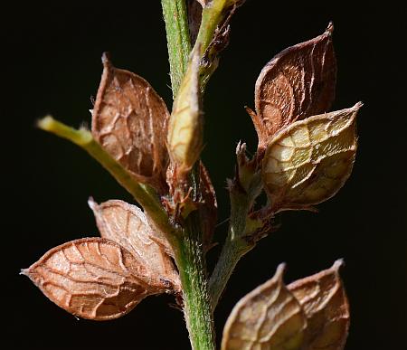 Lespedeza_virginica_fruits2.jpg