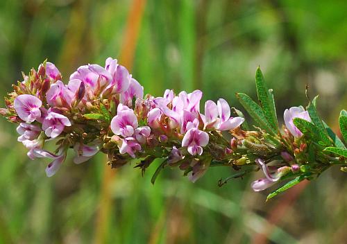 Lespedeza_virginica_inflorescence.jpg