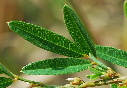 Lespedeza_virginica_leaf1.jpg