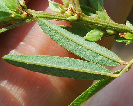 Lespedeza_virginica_leaflets2.jpg