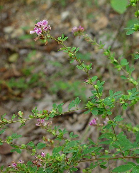 Lespedeza_virginica_plant.jpg