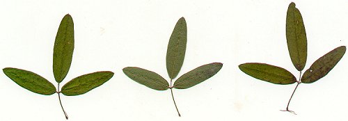 Lespedeza_virginica_pressed_leaves.jpg