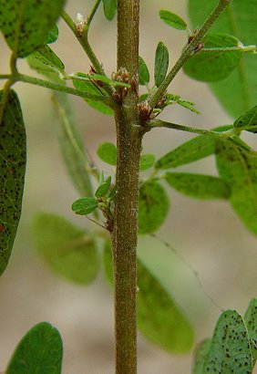 Lespedeza_virginica_stem.jpg