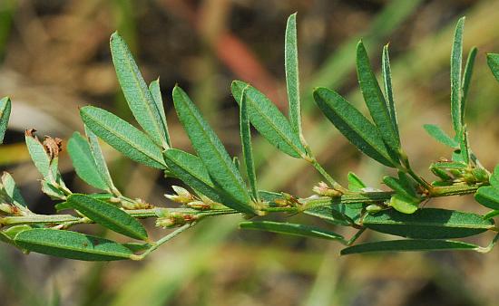 Lespedeza_virginica_stem2.jpg