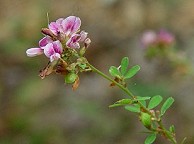 Lespedeza virginica thumbnail