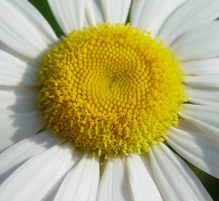 Leucanthemum_vulgare_disk.jpg