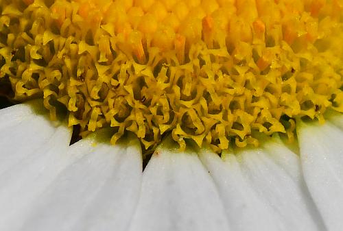 Leucanthemum_vulgare_florets.jpg