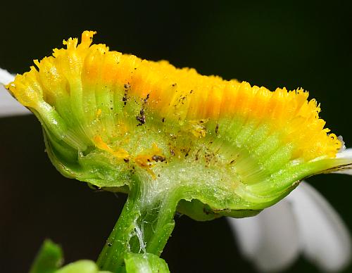 Leucanthemum_vulgare_florets2.jpg