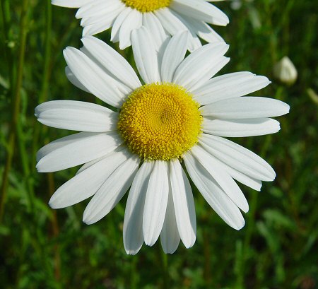 Leucanthemum_vulgare_flowers.jpg