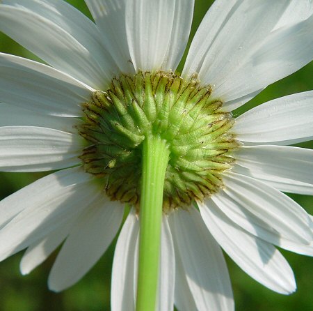 Leucanthemum_vulgare_involucre.jpg