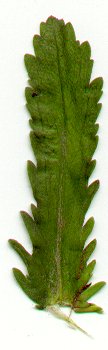 Leucanthemum_vulgare_leaf.jpg