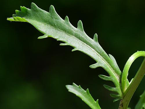 Leucanthemum_vulgare_leaf1.jpg
