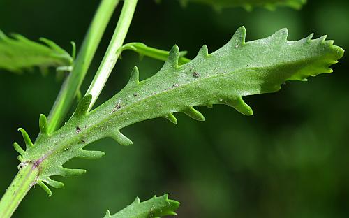 Leucanthemum_vulgare_leaf2.jpg