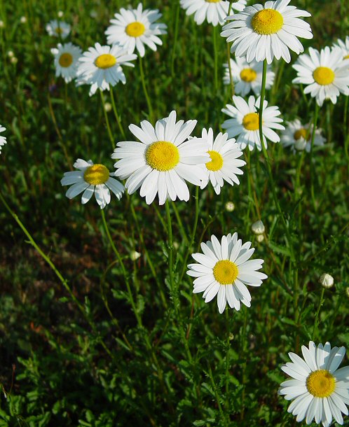 Leucanthemum_vulgare_plant.jpg