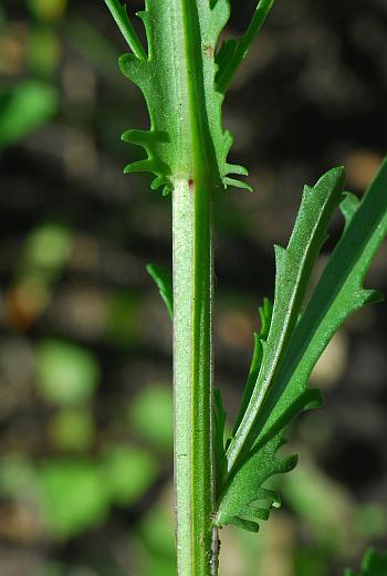 Leucanthemum_vulgare_stem.jpg