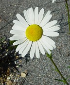 Leucanthemum vulgare thumbnail