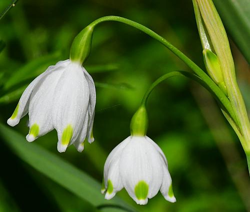 Leucojum_aestivum_flowers.jpg