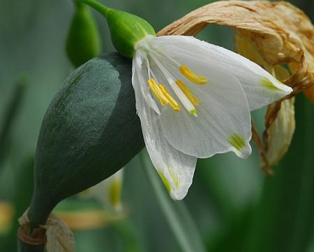 Leucojum_aestivum_functional.jpg