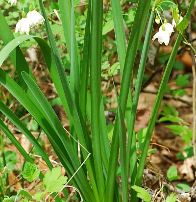 Leucojum_aestivum_leaves.jpg