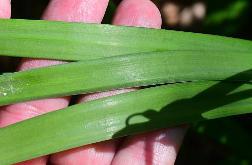 Leucojum_aestivum_leaves2.jpg